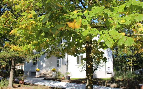 Villa La Casa Bianca: Arbre, Feuille, Suppression Des Plantes Ligneuses, Plante, L'Automne, Avion, Botanique, Canoe Birch, Platane Famille, Fleur