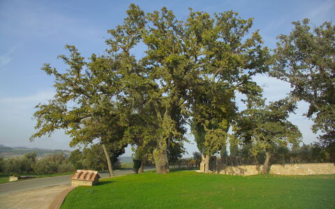 Villa Fontanelle: Arbre, Plaine, Suppression Des Plantes Ligneuses, Lot Terre, Tronc, Prairie, Parc, Ombre, Prairie, Banc