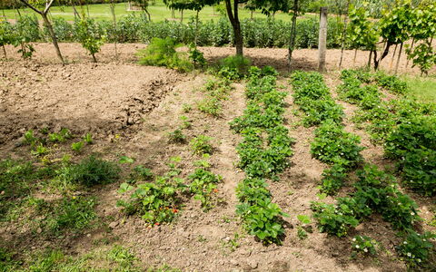 Casale Vacanze Il Granaio: Sol, Champ, Plante, Herbe, Arbre, Lot Terre, Feuille, Couverture De Sol, Famille Grass, Surgir