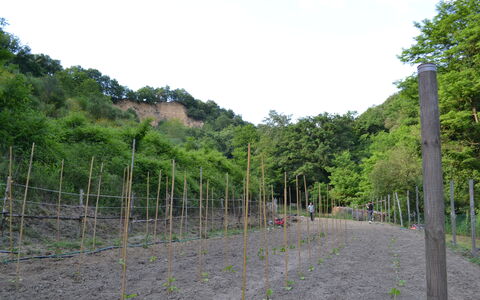 Agriturismo Il Giaggiolo without Pool: Végétation, Arbre, Lot Terre, Station De Montagne, Communauté Des Plantes, Plante, Herbe, Rue, Clôture, Paysage