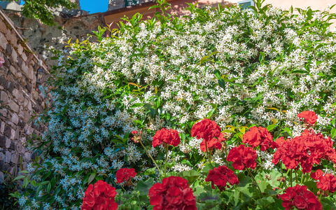 Portovecchio Apartments - Levanto: Fleur, Rouge, Pétale, Arbuste, Rose, Plante À Fleurs, Printemps, Jardin, Famille Rose