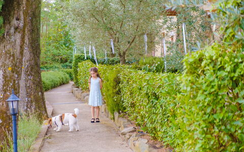 Borgo San Vincenti: Vert, Feuille, Arbuste, Printemps, Jardin, Loisir, Des Loisirs, Vacances, Lumière Du Soleil