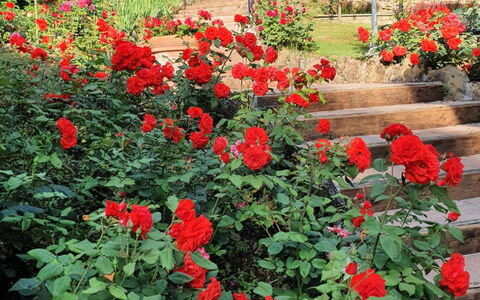 Ville Rosadi Weddings: Fleur, Plante, Pétale, Vert, Végétation, Arbre, Biome, Arbuste, Rouge, Couverture De Sol