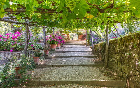 Ville Rosadi Weddings: Fleur, Plante, Arbre, Botanique, Jardin, Printemps, Passerelle, Feuille, Pergola, Architecture