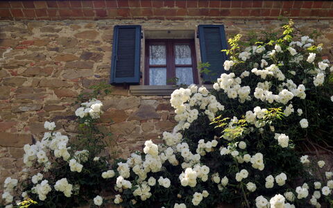 San Lorenzo: Fleur, Plante, Bâtiment, Fenêtre, Pétale, Botanique, Maison, Végétation, Bois, Porte