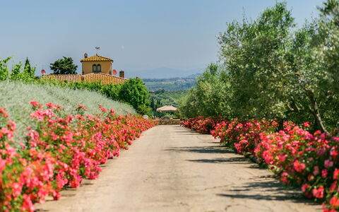 Sole Del Chianti: Fleur, Plante, Ciel, Botanique, Pétale, Paysage Naturel, Arbre, Herbe, Arbuste, Suppression Des Plantes Ligneuses