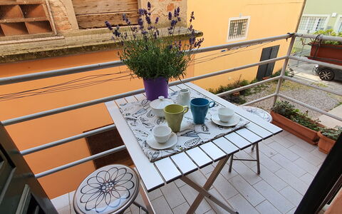 Lucida: Plante, Vaisselle, Propriété, Fenêtre, Table, Pot De Fleur, Bois, Plante D'Appartement, Design Intérieur, Violet