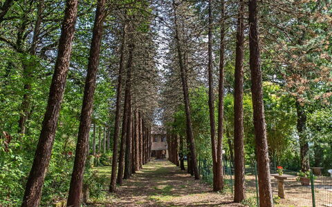 Villa Pania: Plante, Paysage Naturel, Arbre, Bois, Branche, Terrestre Des Plantes, Tronc, À Feuilles Caduques, Herbe, Suppression Des Plantes Ligneuses