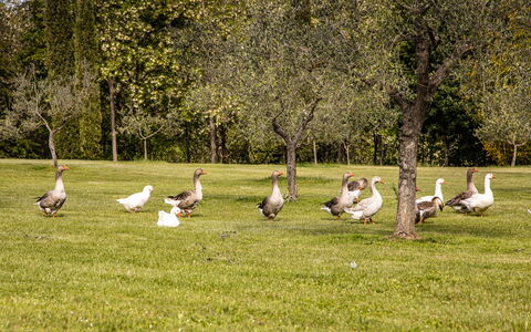 Podere La Torre: Plante, Écorégion, Arbre, Paysage Naturel, Suppression Des Plantes Ligneuses