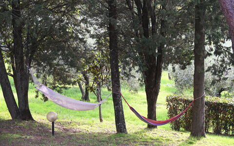 Villa Tresanti: Plante, Arbre, Environnement Naturel, Branche, Bois, Paysage Naturel, Tronc, Ombre, Biome