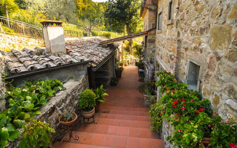 Casale Montanare: Plante, Bâtiment, Feuille, Pot De Fleur, Arbre, Fenêtre, Végétation, Jaune, Surface De La Route, Mur