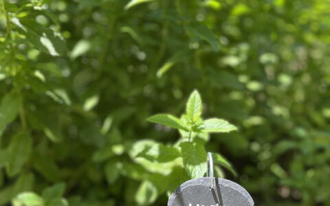 La Casa Dei Glicini - Levanto: Plante, Feuille, Terrestre Des Plantes, Couverture De Sol, Herbe, Arbuste, Plante Annuelle, Sol, Plante À Fleurs, Jardin