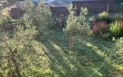 Alice - Podere Ribatti - Casole D'elsa, Toscana: Plante, Communauté Des Plantes, Paysage Naturel, Arbre, Lot Terre, Fenêtre, Herbe, Véhicule, Prairie, Couverture De Sol