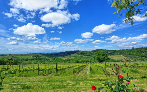 Maggiano: Nuage, Plante, Ciel, Communauté Des Plantes, Écorégion, Paysage Naturel, Bleu, Fleur, Lot Terre