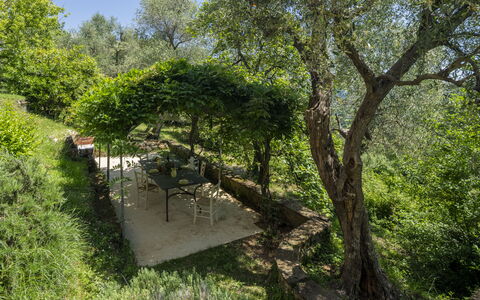 La Casa Dei Limoni, Camaiore, Pet Friendly, Wifi: Feuille, Arbre, Vert, Végétation, Arbuste, Communauté Des Plantes, Jardin, Printemps, Ombre