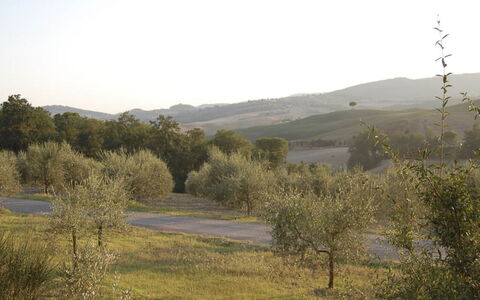 Santo Stefano: Arbre, Environnement Naturel, Végétation, Paysage Naturel, Prairie, Colline, Communauté Des Plantes, Arbuste, Écorégion, Plaine