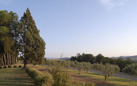Santo Stefano: Arbre, Feuille, Environnement Naturel, Paysage Naturel, Plaine, Paysage, Lot Terre, Tronc, Suppression Des Plantes Ligneuses, Plantation