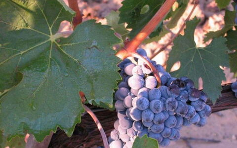 Mulino della Frateria: Fruit, Produire, Aliments, Aliments Naturels, Vignoble