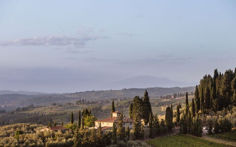 Agatea: Paysage, Soirée, Mélèze, Formations Arbustives, Chaparral, À Feuilles Persistantes, Famille Pine