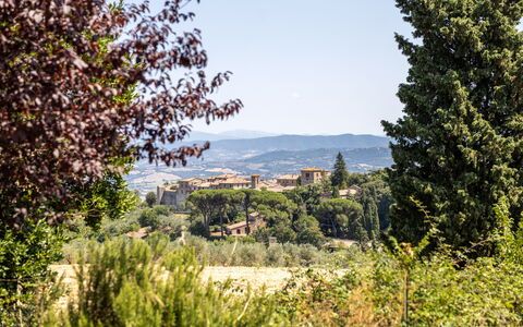 Poggio Padule: Feuille, Arbre, La Nature, Végétation, Arbuste, Paysage, Communauté Des Plantes, Lot Terre, Zone Rurale, Lumière Du Soleil