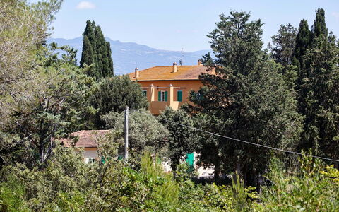 Poggio Cavallino Private Pool, Wifi, Maremma: Arbre, Feuille, Arbuste, Domicile, Mélèze, À Feuilles Persistantes, Famille Pine