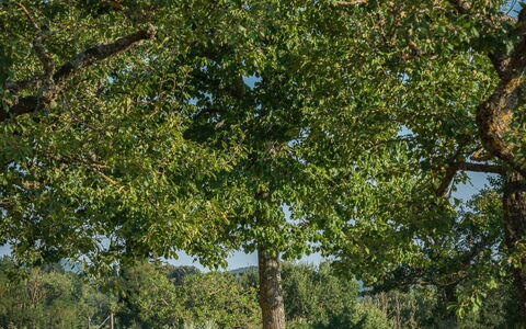 Casalberna: Feuille, Arbre, Herbe, Branche, Plaine, Prairie, Lot Terre, Tronc, Pelouse, Suppression Des Plantes Ligneuses