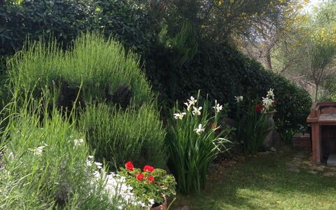 Casa Viola Pool, Wifi, Montaione: Végétation, Arbuste, Communauté Des Plantes, Jardin, Printemps, Aménagement Paysager, Arrière-Cour, Cour