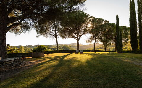 Green Hill Apartment In Tuscan Countryside: Arbre, Herbe, La Nature, Feuille, Branche, Paysage, Lot Terre, Plaine, Tronc, Lumière Du Soleil