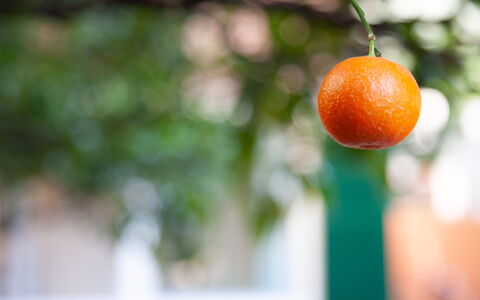 La Casa Dei Mandarini: Produire, Fruit, Orange, Ingrédient, Aliments Naturels, Aliments