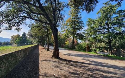 Ai Cantici: Arbre, Feuille, La Nature, Environnement Naturel, Herbe, Branche, Végétation, Paysage Naturel, Paysage, Plaine