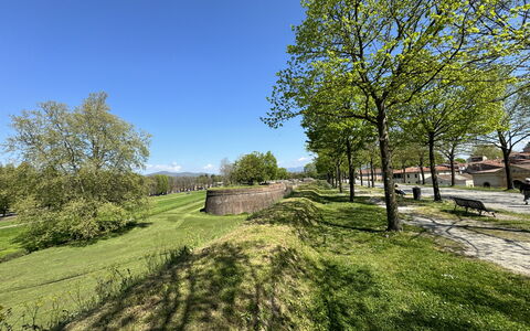 Il Cervo In Città: Arbre, Herbe, Branche, Prairie, Plaine, Couverture De Sol, Prairie, Jardin, Pelouse, Pâturage