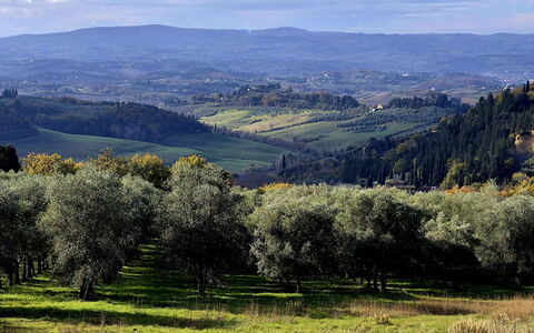 Novellina: Arbre, Environnement Naturel, Herbe, La Nature, Feuille, Colline, Paysage Naturel, Végétation, Prairie, Plaine