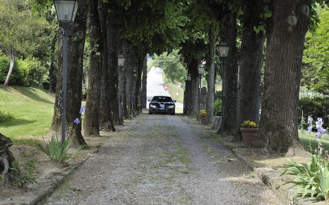 Villa Medicea Lo Sprocco: Arbre, Surface De La Route, Branche, Feuille, Route, Rue, Rue, Asphalte, Tronc, Passerelle