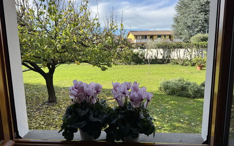 Villa Lory: Fleur, Pétale, Pot De Fleur, Printemps, Jardin, Floristique, Plante D'Appartement, Tulipe