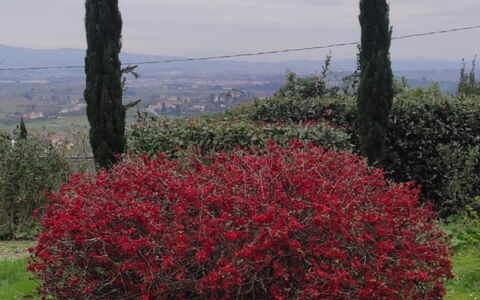 Villa Luce San Miniato: Rouge, Fleur, Arbuste, Communauté Des Plantes, Printemps, Suppression Des Plantes Ligneuses, Plante À Fleurs, Jardin, Formations Arbustives