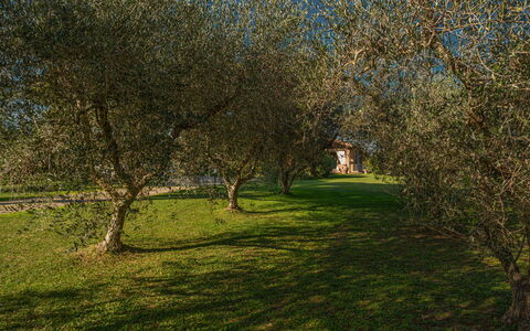 Villa Bolgheri Vermentino Castagneto Carducci: Feuille, Arbre, Herbe, Branche, Environnement Naturel, La Nature, Végétation, Brindille, Prairie, Tronc