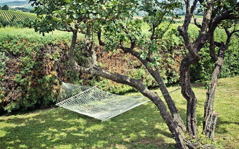 Villa Selvamica: Tronc, Jardin, Suppression Des Plantes Ligneuses, Pelouse, Ombre, Arrière-Cour, Plantation
