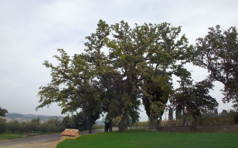 Villa Montichiello: Arbre, Feuille, Branche, Tronc, Suppression Des Plantes Ligneuses, À Feuilles Persistantes