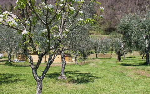 Il Casale di San Jacopo con Piscina Privata: Branche, Arbre, Arbuste, Communauté Des Plantes, Prairie, Lot Terre, Brindille, Tronc, Printemps