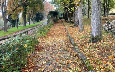 Loft Borgo Syrah: Feuille, Arbre, La Nature, L'Automne, Tronc, Des Bois, Couverture De Sol, Passerelle, Suppression Des Plantes Ligneuses, Piste