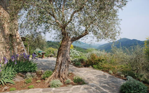 La Sorgente: Arbre, Feuille, La Nature, Branche, Végétation, Arbuste, Tronc, Printemps, Brindille, Suppression Des Plantes Ligneuses