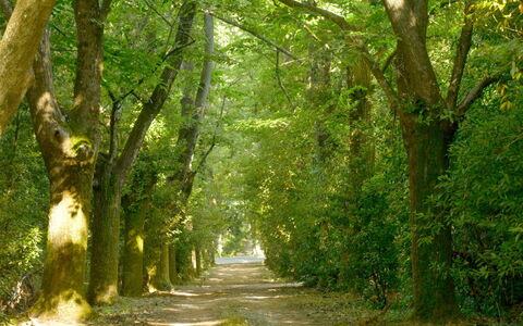 Villa Gioli: Feuille, Branche, La Nature, Vert, Environnement Naturel, Arbre, Bois, Végétation, Paysage Naturel, Route