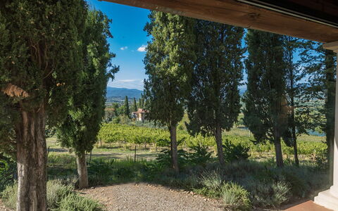 Villalta 18+2: Feuille, Végétation, Arbuste, Jardin, Aménagement Paysager, À Feuilles Persistantes, Plantation, Famille Pine