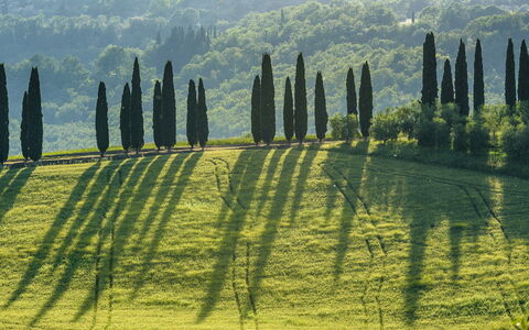 Podere Gragnano 12: Vert, Paysage, Plantation, Champ, Prairie, Aménagement Paysager, À Feuilles Persistantes, Famille Pine