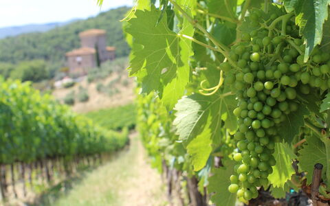 Marangole 12: Agriculture, Vignoble, Plantation, Aliments, Fruit