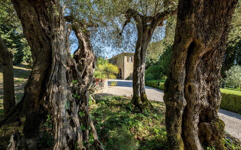 Tenuta Sagherina 8: Branche, Feuille, Tronc, Brindille, Suppression Des Plantes Ligneuses, Jardin, Ombre, Aménagement Paysager, Ombre, Arrière-Cour