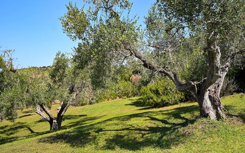 Villa le Cave 12: Arbre, Herbe, Feuille, Branche, Végétation, Prairie, Arbuste, Communauté Des Plantes, Plaine, Lot Terre
