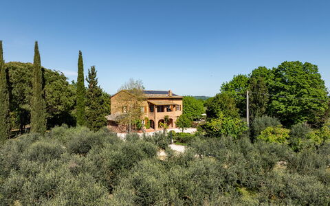 Sangiovese 14: Arbre, Feuille, Végétation, Arbuste, Paysage, Communauté Des Plantes, Lot Terre, Domicile, Zone Rurale