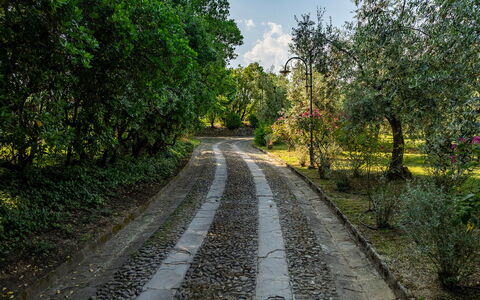 Villa Collegigliato 8: Feuille, Arbre, Vert, La Nature, Branche, Végétation, Surface De La Route, Route, Arbuste, Piste