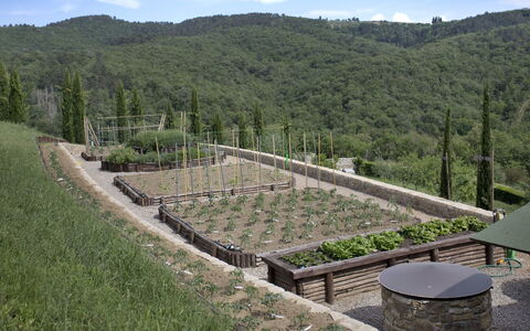 La Maccinaia 14: Herbe, Arbre, Paysage, Station De Montagne, Pente, Lot Terre, Plante, Colline, Arbuste